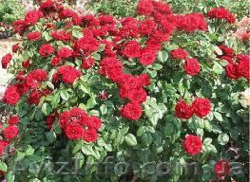 Розы оптом Предлагаем широкий ассортимент - <ro>Изображение</ro><ru>Изображение</ru> #4, <ru>Объявление</ru> #785300