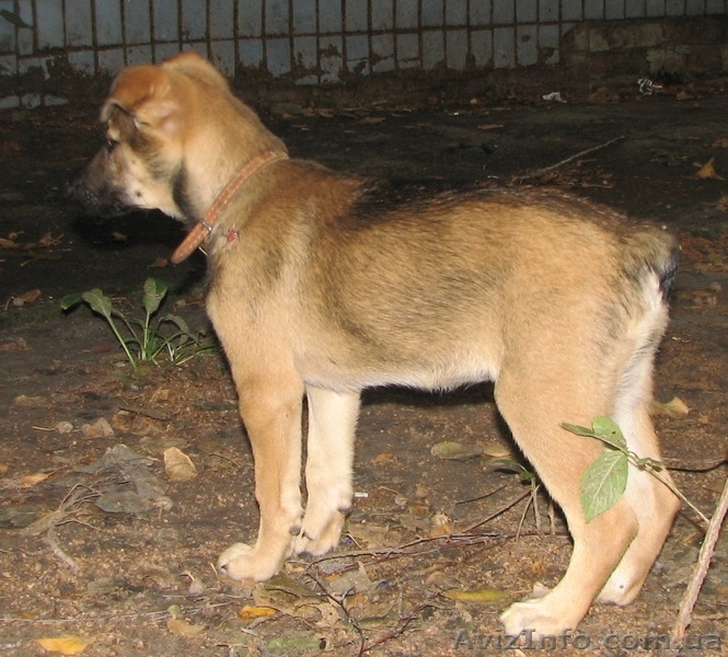Щенки метисы ищут дом! - <ro>Изображение</ro><ru>Изображение</ru> #2, <ru>Объявление</ru> #787366