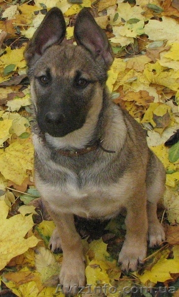 Щенки метисы ищут дом! - <ro>Изображение</ro><ru>Изображение</ru> #1, <ru>Объявление</ru> #787366