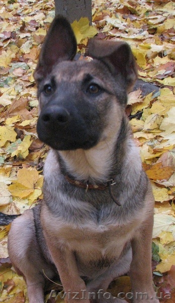 Щенки метисы ищут дом! - <ro>Изображение</ro><ru>Изображение</ru> #4, <ru>Объявление</ru> #787366