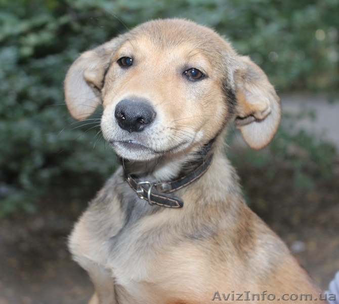 Щенки метисы ищут дом! - <ro>Изображение</ro><ru>Изображение</ru> #5, <ru>Объявление</ru> #787366