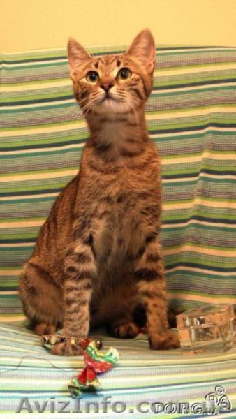 Изящная, как гепард Иса, в хорошие руки, 4,5 мес. - <ro>Изображение</ro><ru>Изображение</ru> #3, <ru>Объявление</ru> #788953