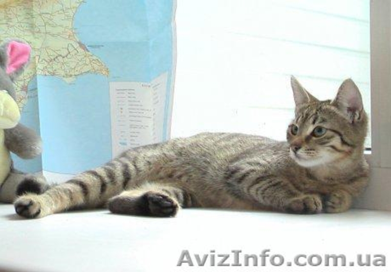 Изящная, как гепард Иса, в хорошие руки, 4,5 мес. - <ro>Изображение</ro><ru>Изображение</ru> #2, <ru>Объявление</ru> #788953