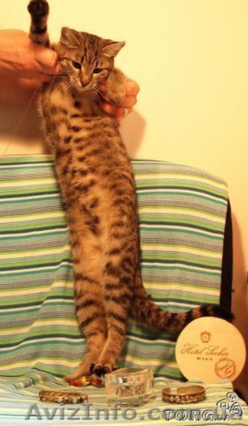 Изящная, как гепард Иса, в хорошие руки, 4,5 мес. - <ro>Изображение</ro><ru>Изображение</ru> #1, <ru>Объявление</ru> #788953