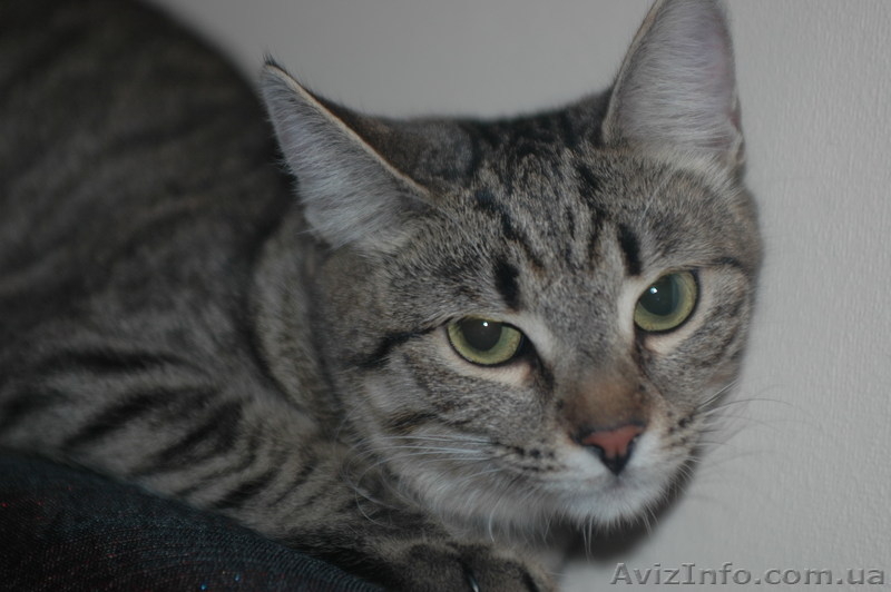 Изящная, как гепард Иса, в хорошие руки, 4,5 мес. - <ro>Изображение</ro><ru>Изображение</ru> #8, <ru>Объявление</ru> #788953