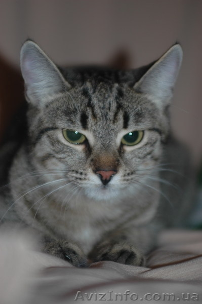 Изящная, как гепард Иса, в хорошие руки, 4,5 мес. - <ro>Изображение</ro><ru>Изображение</ru> #9, <ru>Объявление</ru> #788953