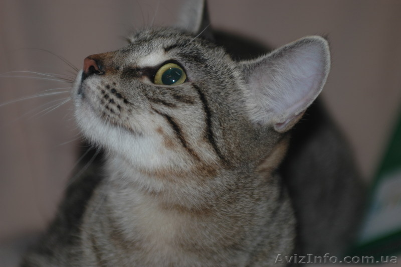 Изящная, как гепард Иса, в хорошие руки, 4,5 мес. - <ro>Изображение</ro><ru>Изображение</ru> #10, <ru>Объявление</ru> #788953