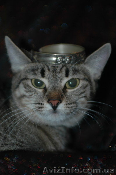 Изящная, как гепард Иса, в хорошие руки, 4,5 мес. - <ro>Изображение</ro><ru>Изображение</ru> #5, <ru>Объявление</ru> #788953