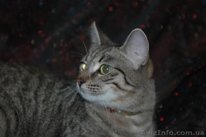 Изящная, как гепард Иса, в хорошие руки, 4,5 мес. - <ro>Изображение</ro><ru>Изображение</ru> #6, <ru>Объявление</ru> #788953