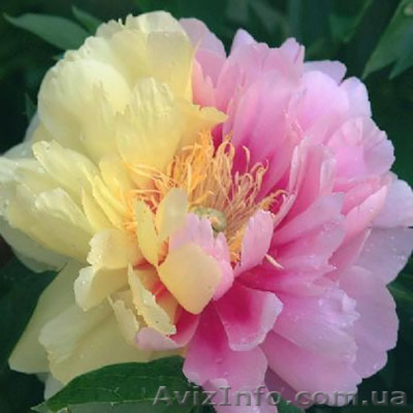 Древовидный пион, травянистый пион, пион Ито – Гибрид  - <ro>Изображение</ro><ru>Изображение</ru> #1, <ru>Объявление</ru> #785304