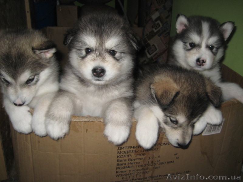 Аляскинский маламут - <ro>Изображение</ro><ru>Изображение</ru> #2, <ru>Объявление</ru> #792014