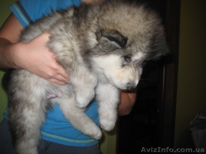 Аляскинский маламут - <ro>Изображение</ro><ru>Изображение</ru> #3, <ru>Объявление</ru> #792014