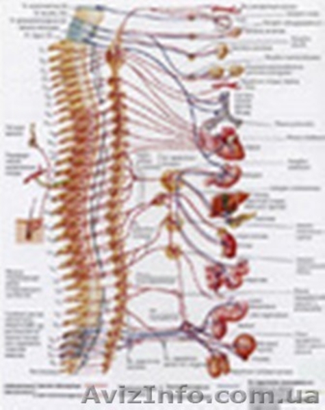 Обследование физического и энергетического состояния вашего организма - <ro>Изображение</ro><ru>Изображение</ru> #3, <ru>Объявление</ru> #792043