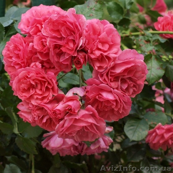 Розы оптом Предлагаем широкий ассортимент - <ro>Изображение</ro><ru>Изображение</ru> #5, <ru>Объявление</ru> #785300