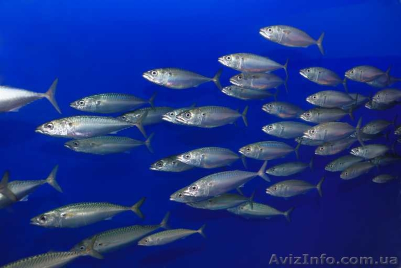 рыба оптом, сардинелла  - <ro>Изображение</ro><ru>Изображение</ru> #1, <ru>Объявление</ru> #799996