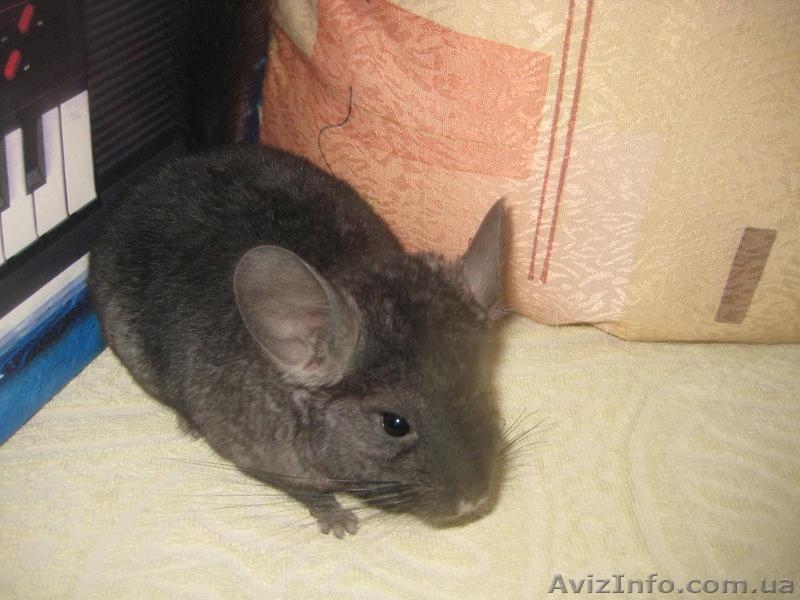 Продам шиншиллят различных окрасов - <ro>Изображение</ro><ru>Изображение</ru> #5, <ru>Объявление</ru> #796845