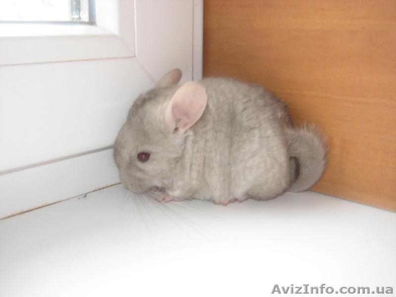 Продам шиншиллят различных окрасов - <ro>Изображение</ro><ru>Изображение</ru> #7, <ru>Объявление</ru> #796845