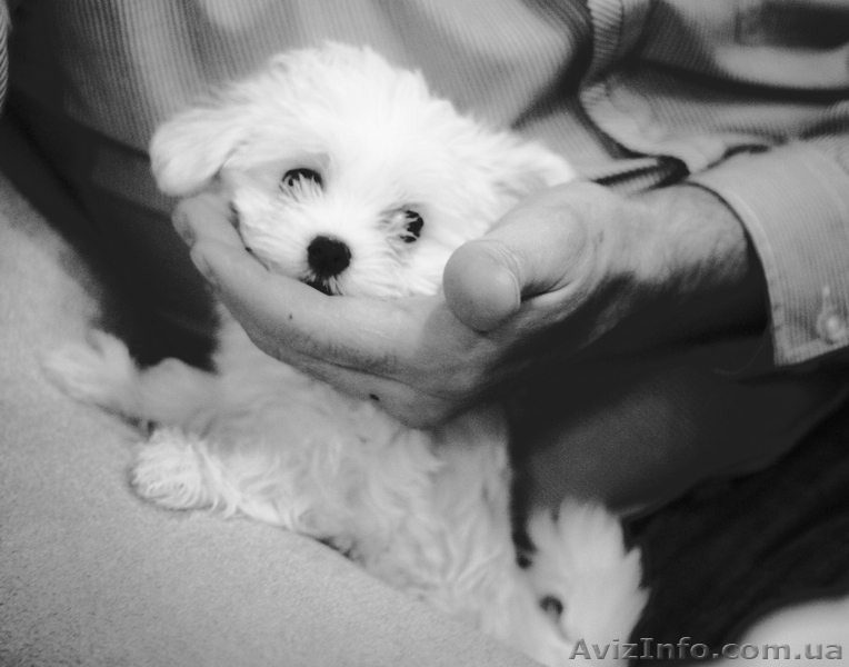 Mальчишки мальтийской болонки (Mальтезе) - <ro>Изображение</ro><ru>Изображение</ru> #1, <ru>Объявление</ru> #134413