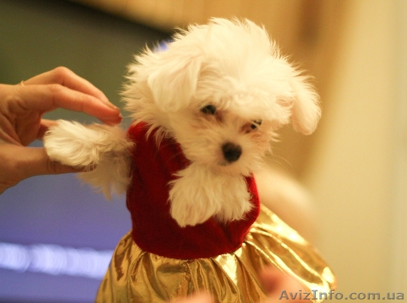 Щенки Mальтийской болонки (Mальтезе) - <ro>Изображение</ro><ru>Изображение</ru> #3, <ru>Объявление</ru> #133926