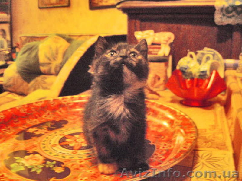 ПОДАРЮ В ДОБРЫЕ РУКИ - <ro>Изображение</ro><ru>Изображение</ru> #1, <ru>Объявление</ru> #314431