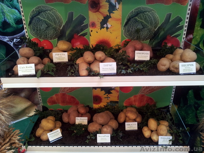 Реализуем семенной картофель - <ro>Изображение</ro><ru>Изображение</ru> #2, <ru>Объявление</ru> #741957