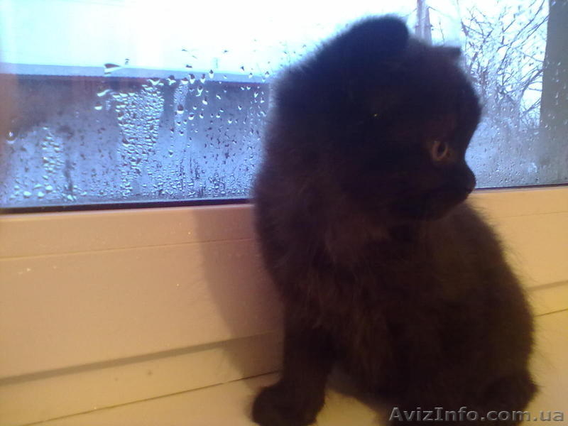 Відам котят бесплатно. - <ro>Изображение</ro><ru>Изображение</ru> #5, <ru>Объявление</ru> #813570