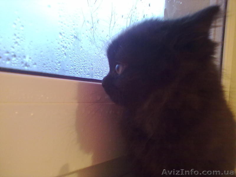 Відам котят бесплатно. - <ro>Изображение</ro><ru>Изображение</ru> #1, <ru>Объявление</ru> #813570