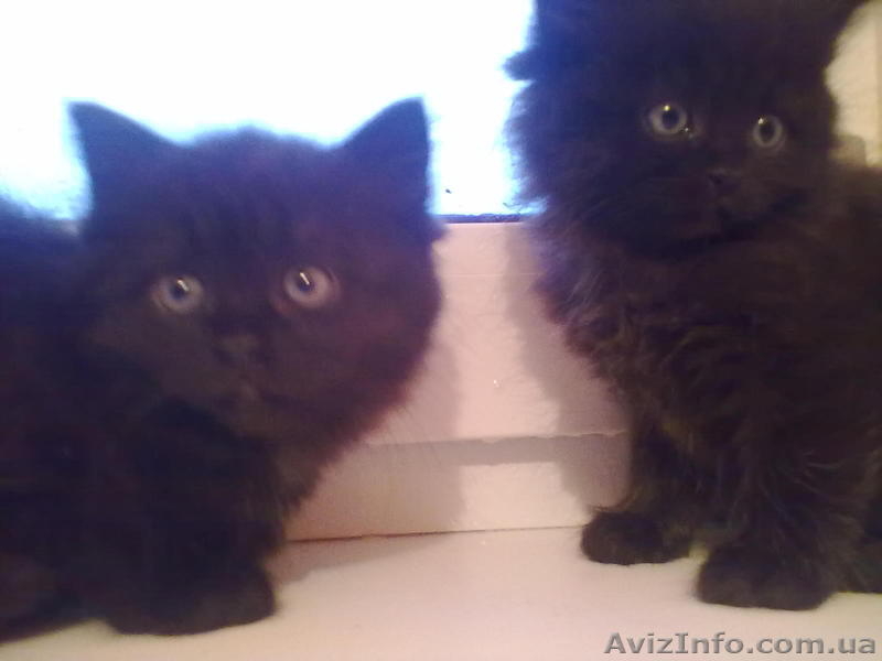 Відам котят бесплатно. - <ro>Изображение</ro><ru>Изображение</ru> #3, <ru>Объявление</ru> #813570