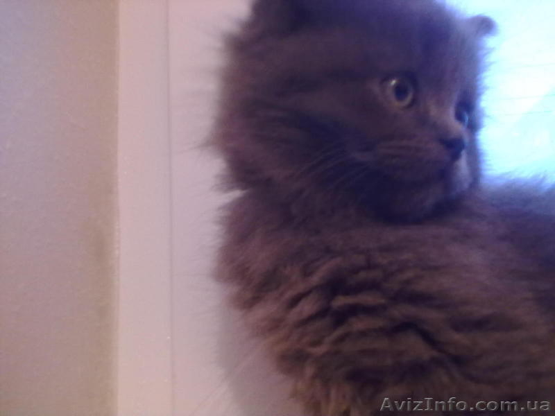 Відам котят бесплатно. - <ro>Изображение</ro><ru>Изображение</ru> #2, <ru>Объявление</ru> #813570