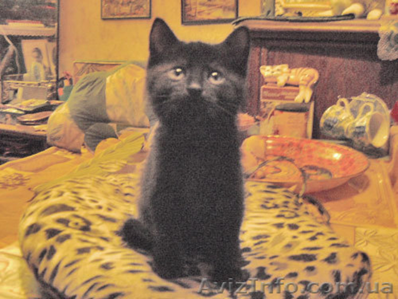 ПОДАРЮ В ДОБРЫЕ РУКИ - <ro>Изображение</ro><ru>Изображение</ru> #2, <ru>Объявление</ru> #314431