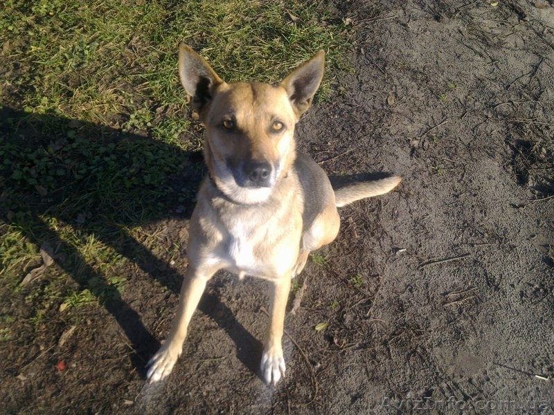 Бездомной собаке срочно нужен хозяин. - <ro>Изображение</ro><ru>Изображение</ru> #2, <ru>Объявление</ru> #810631