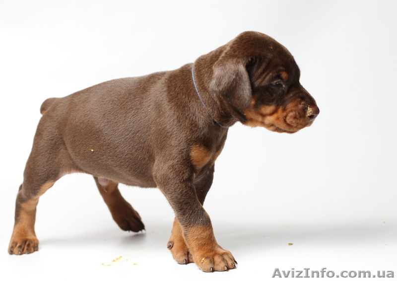 Доберманы , щенки - <ro>Изображение</ro><ru>Изображение</ru> #1, <ru>Объявление</ru> #811239