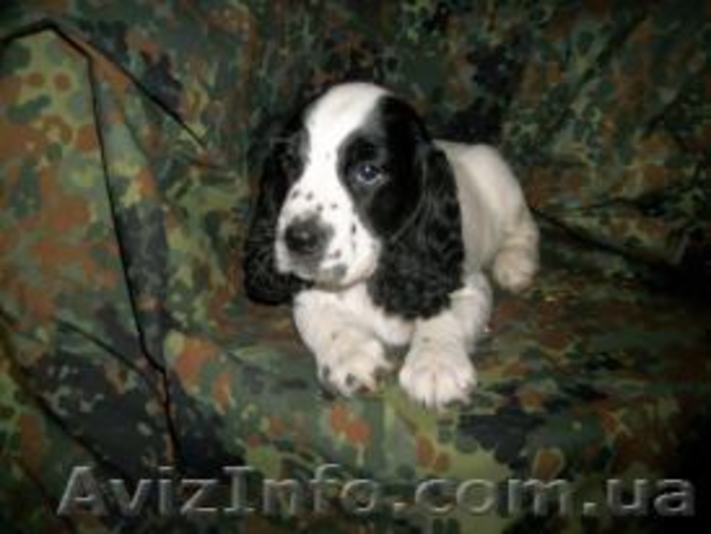 Русский спаниель недорого - <ro>Изображение</ro><ru>Изображение</ru> #2, <ru>Объявление</ru> #810119