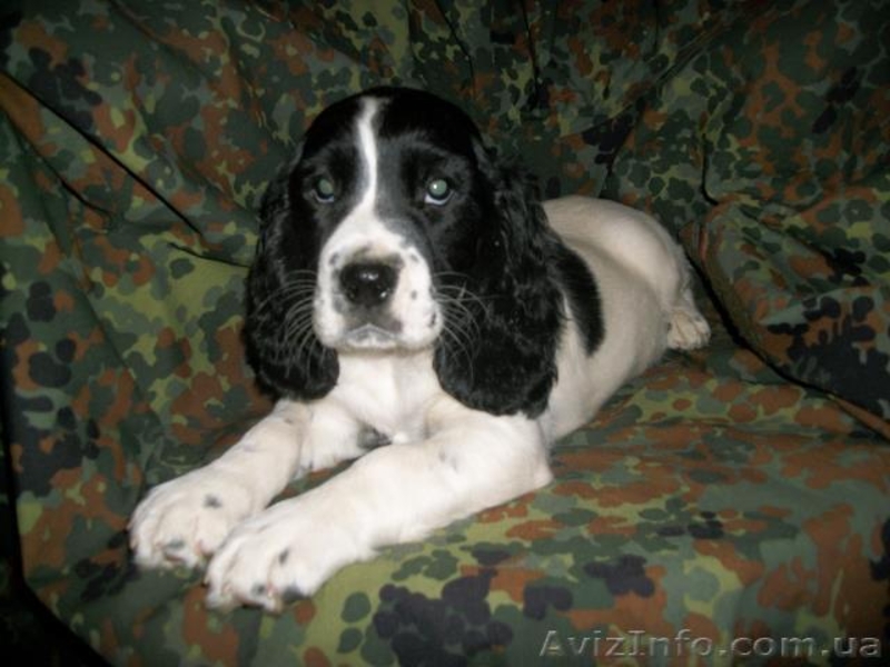 Русский спаниель недорого - <ro>Изображение</ro><ru>Изображение</ru> #3, <ru>Объявление</ru> #810119