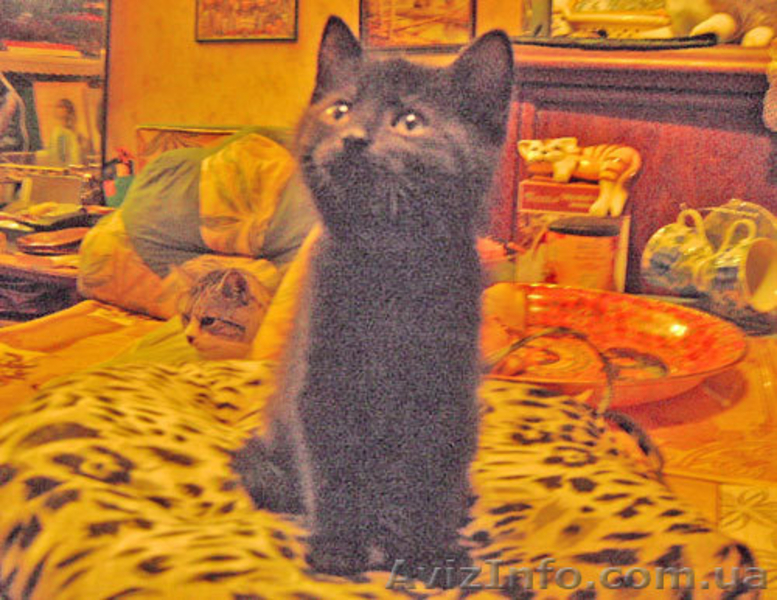 ПОДАРЮ В ДОБРЫЕ РУКИ - <ro>Изображение</ro><ru>Изображение</ru> #3, <ru>Объявление</ru> #314431