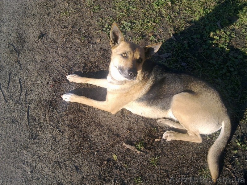 Бездомной собаке срочно нужен хозяин. - <ro>Изображение</ro><ru>Изображение</ru> #3, <ru>Объявление</ru> #810631