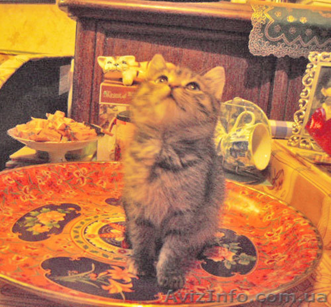 ПОДАРЮ В ДОБРЫЕ РУКИ - <ro>Изображение</ro><ru>Изображение</ru> #4, <ru>Объявление</ru> #314431