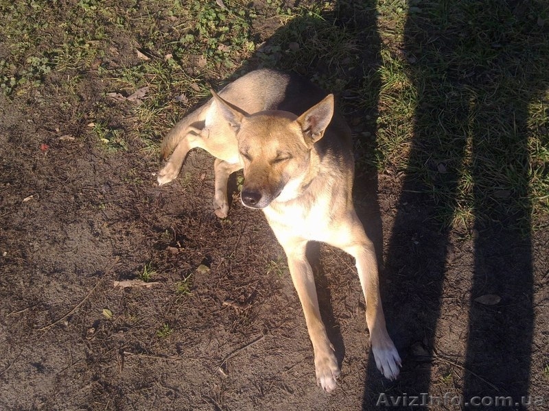 Бездомной собаке срочно нужен хозяин. - <ro>Изображение</ro><ru>Изображение</ru> #4, <ru>Объявление</ru> #810631