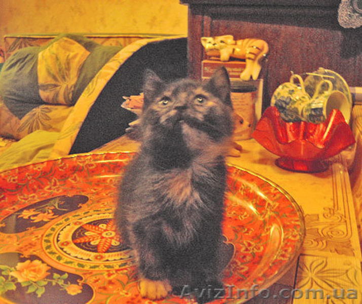 ПОДАРЮ В ДОБРЫЕ РУКИ - <ro>Изображение</ro><ru>Изображение</ru> #5, <ru>Объявление</ru> #314431