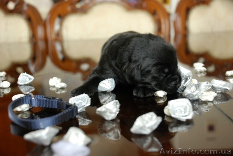 Щенки Лабрадора от питомника Salikasoul - <ro>Изображение</ro><ru>Изображение</ru> #2, <ru>Объявление</ru> #808967