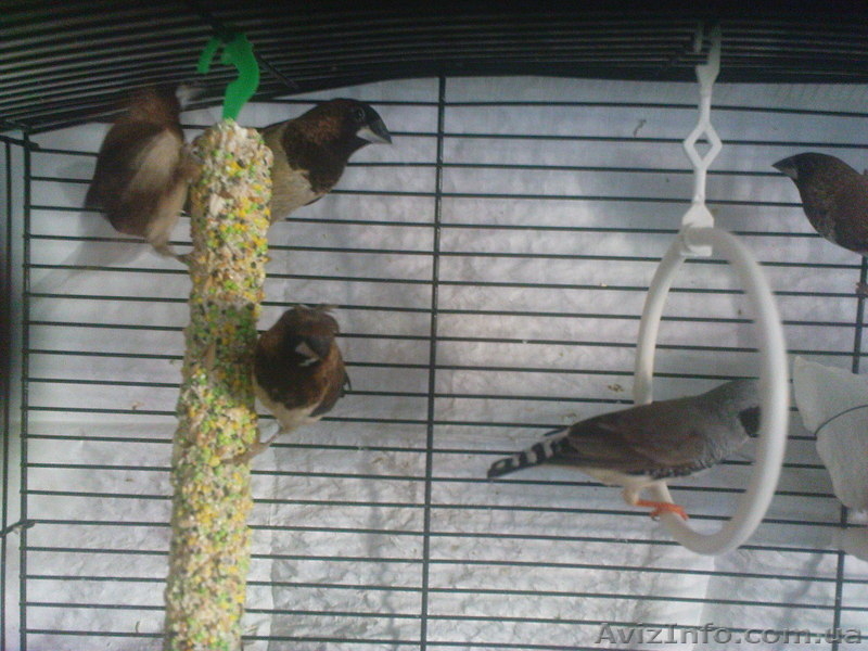 Амадины рисовые,зебровые,японские - <ro>Изображение</ro><ru>Изображение</ru> #3, <ru>Объявление</ru> #809688
