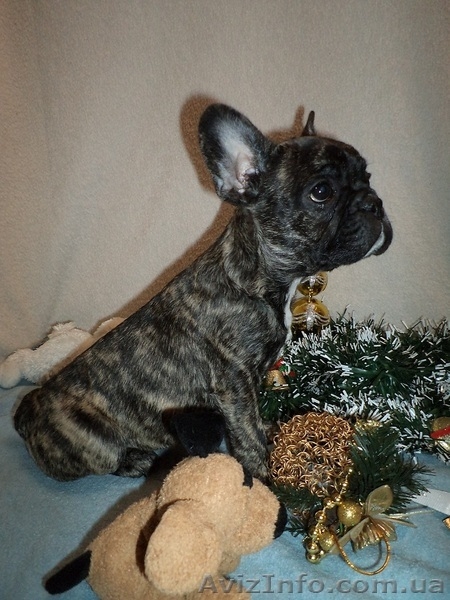 Щенок французкого бульдога, девочка - <ro>Изображение</ro><ru>Изображение</ru> #4, <ru>Объявление</ru> #804362