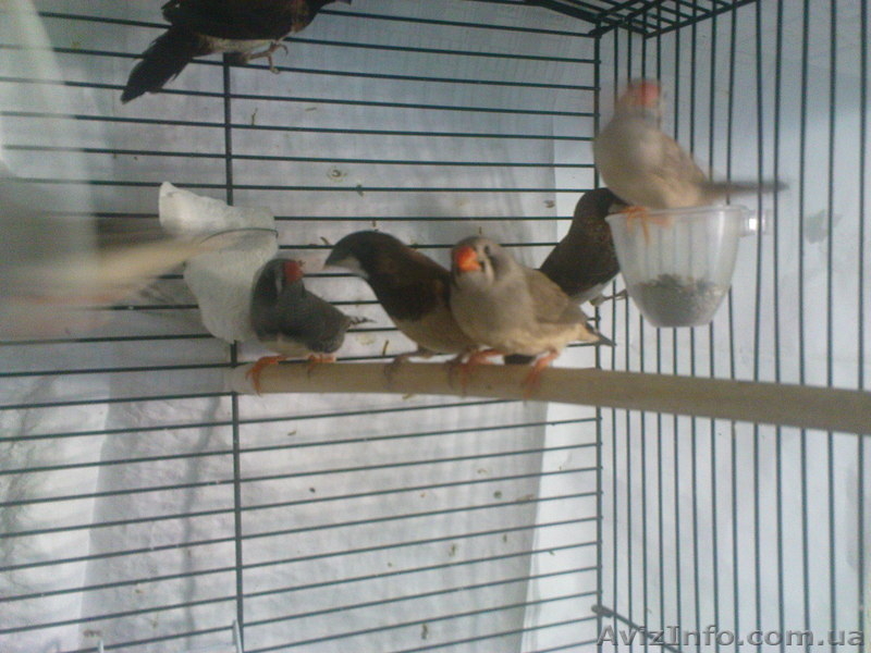 Амадины рисовые,зебровые,японские - <ro>Изображение</ro><ru>Изображение</ru> #4, <ru>Объявление</ru> #809688