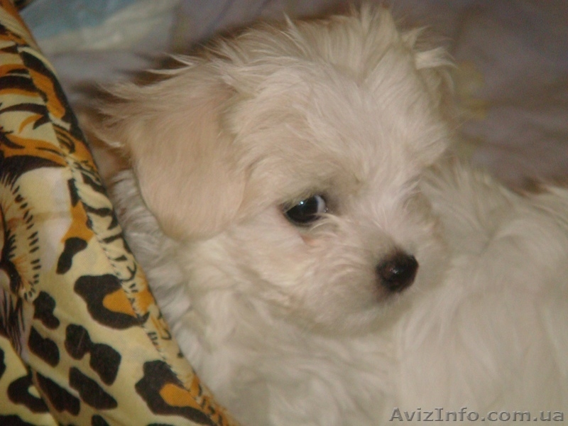 Mальчишки мальтийской болонки (Mальтезе) - <ro>Изображение</ro><ru>Изображение</ru> #3, <ru>Объявление</ru> #134413