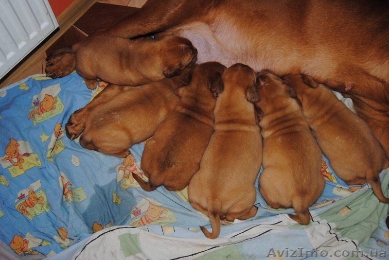 Элитные щенки бордоского дога! Потомки Чемпиона М - <ro>Изображение</ro><ru>Изображение</ru> #3, <ru>Объявление</ru> #814969