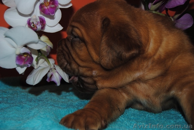 Элитные щенки бордоского дога! Потомки Чемпиона М - <ro>Изображение</ro><ru>Изображение</ru> #1, <ru>Объявление</ru> #814969