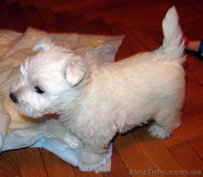 Киевский питомник Magic Lodestar предлагает замечательного щенка (ДЕВОЧКА) пород - <ro>Изображение</ro><ru>Изображение</ru> #2, <ru>Объявление</ru> #811677