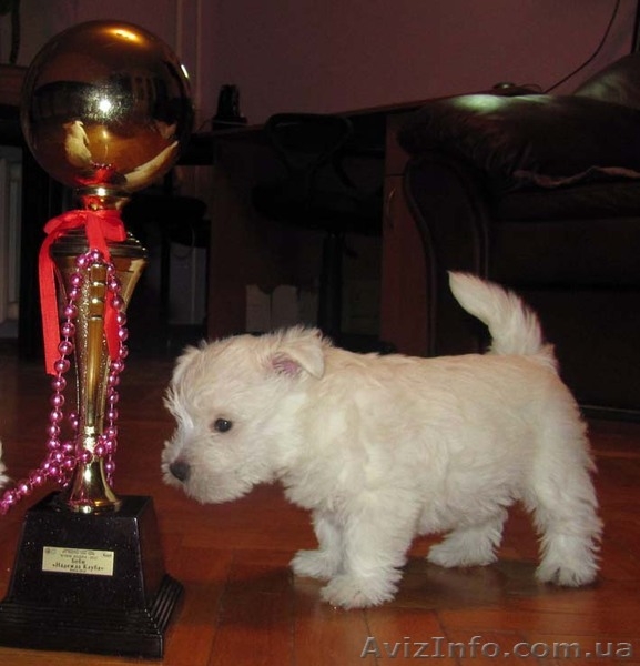 Киевский питомник Magic Lodestar предлагает замечательного щенка (ДЕВОЧКА) пород - <ro>Изображение</ro><ru>Изображение</ru> #3, <ru>Объявление</ru> #811677