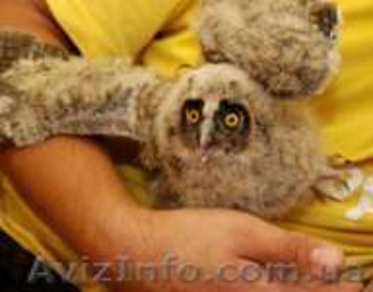 Ручные  совята  и взрослые совы - <ro>Изображение</ro><ru>Изображение</ru> #1, <ru>Объявление</ru> #803142