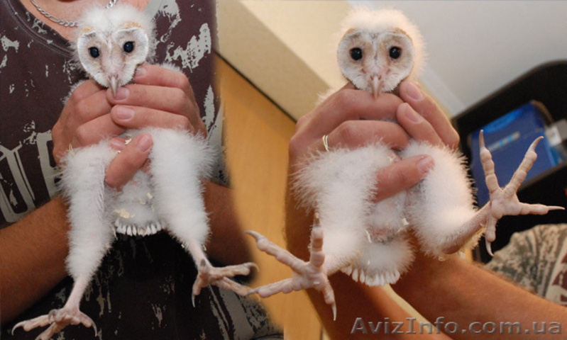 Ручные  совята  и взрослые совы - <ro>Изображение</ro><ru>Изображение</ru> #2, <ru>Объявление</ru> #803142